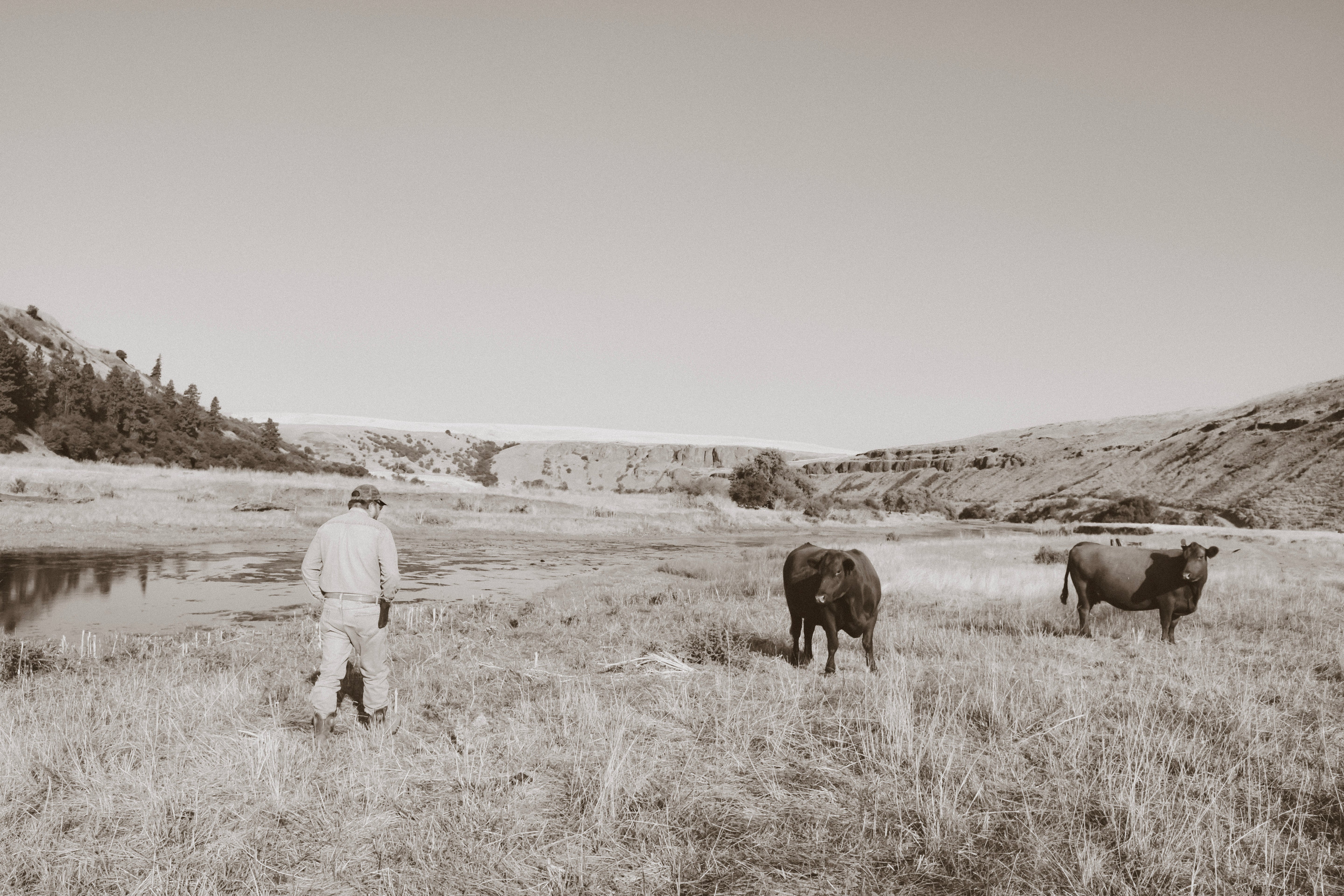 American Made Beef