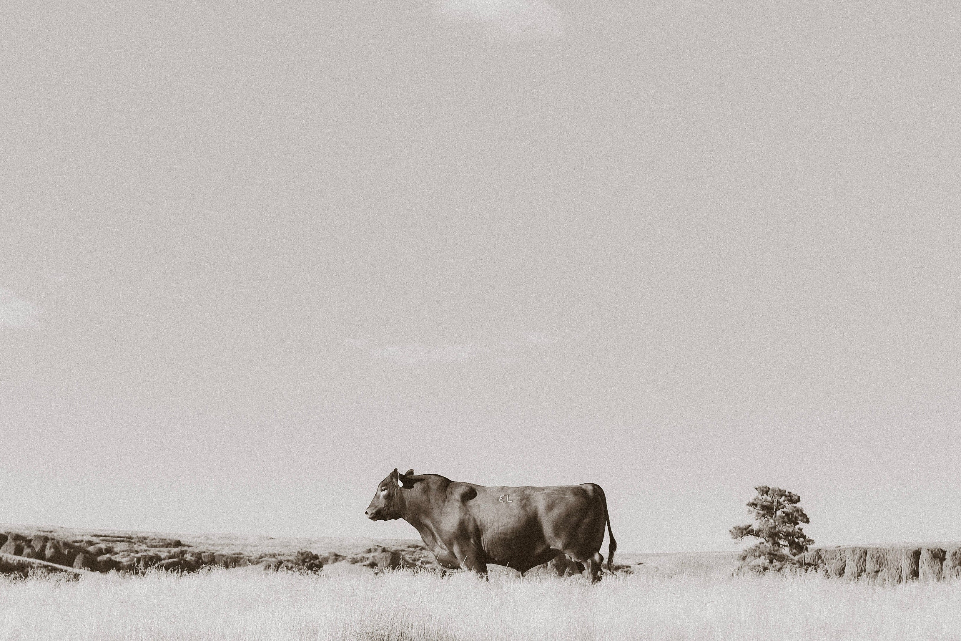 American Made Beef