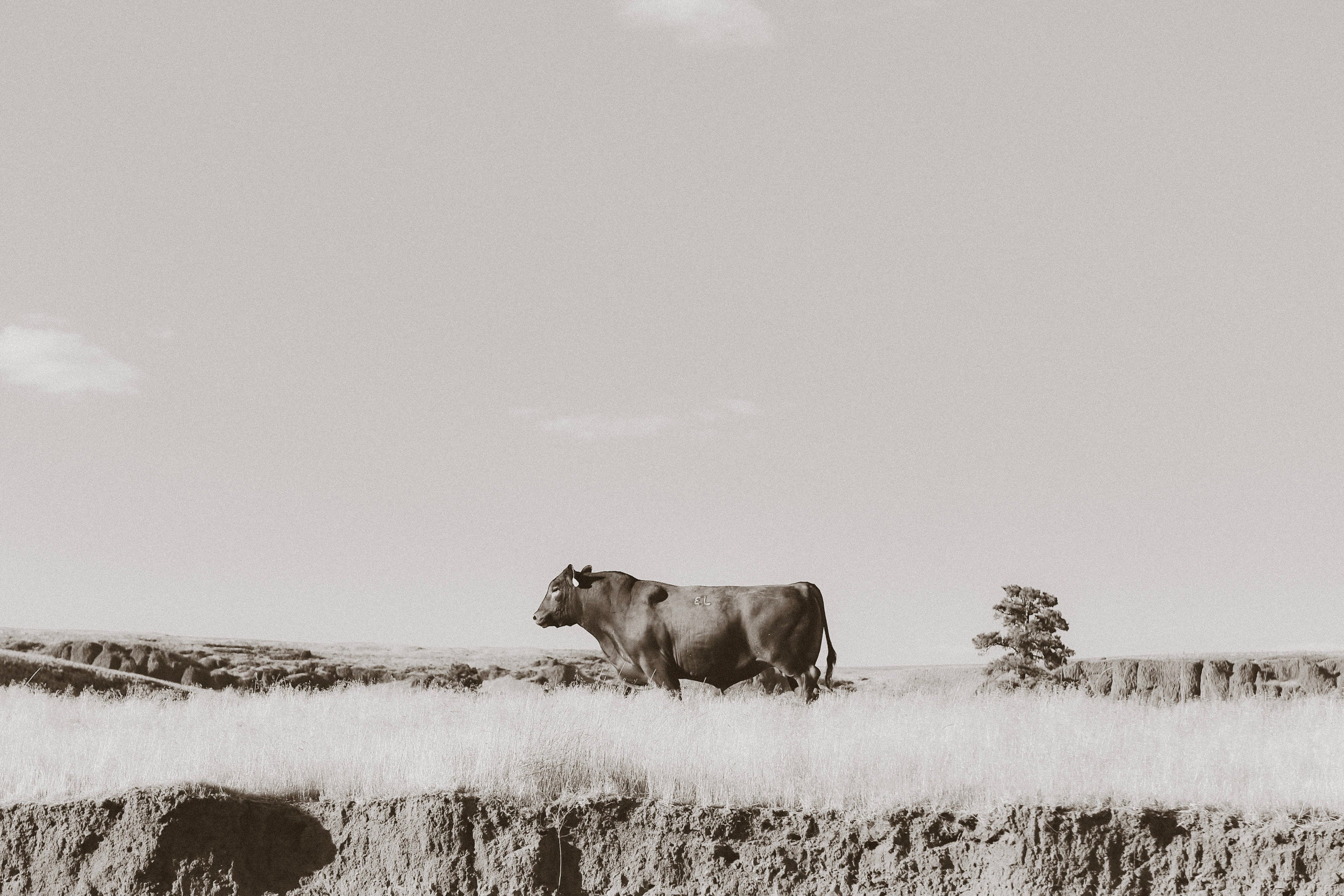 American Made Beef