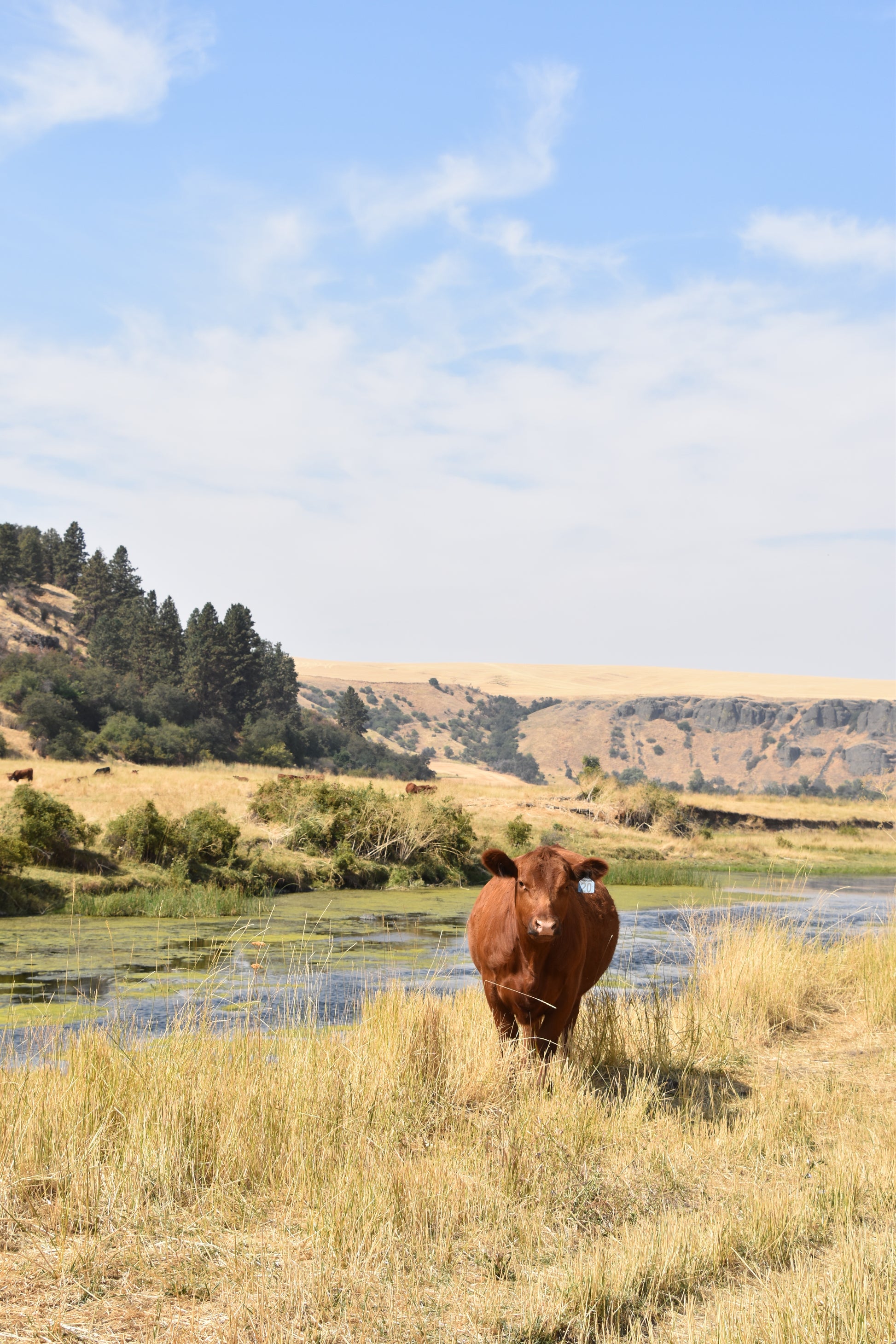 Whole Beef — Founder’s Reserve