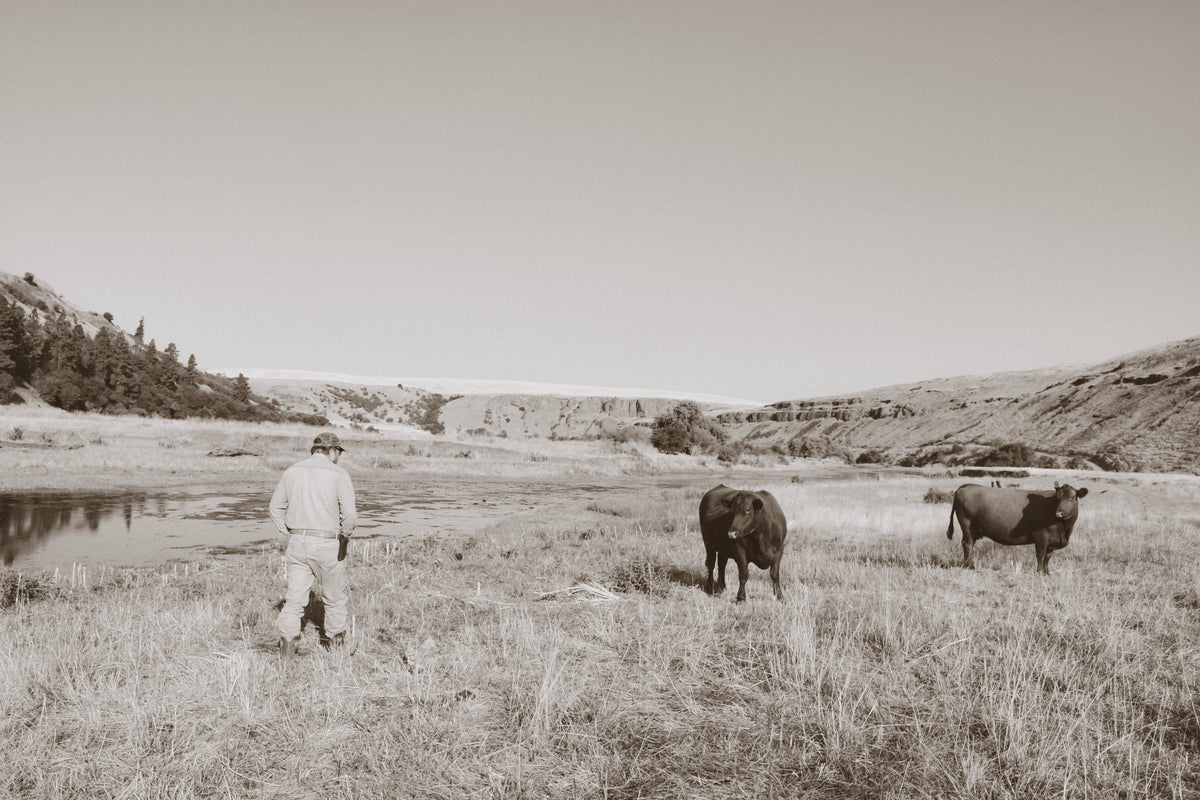 Washington Beef Ranchers American Made Beef | Family-Raised, Delivered Nationwide 🇺🇸