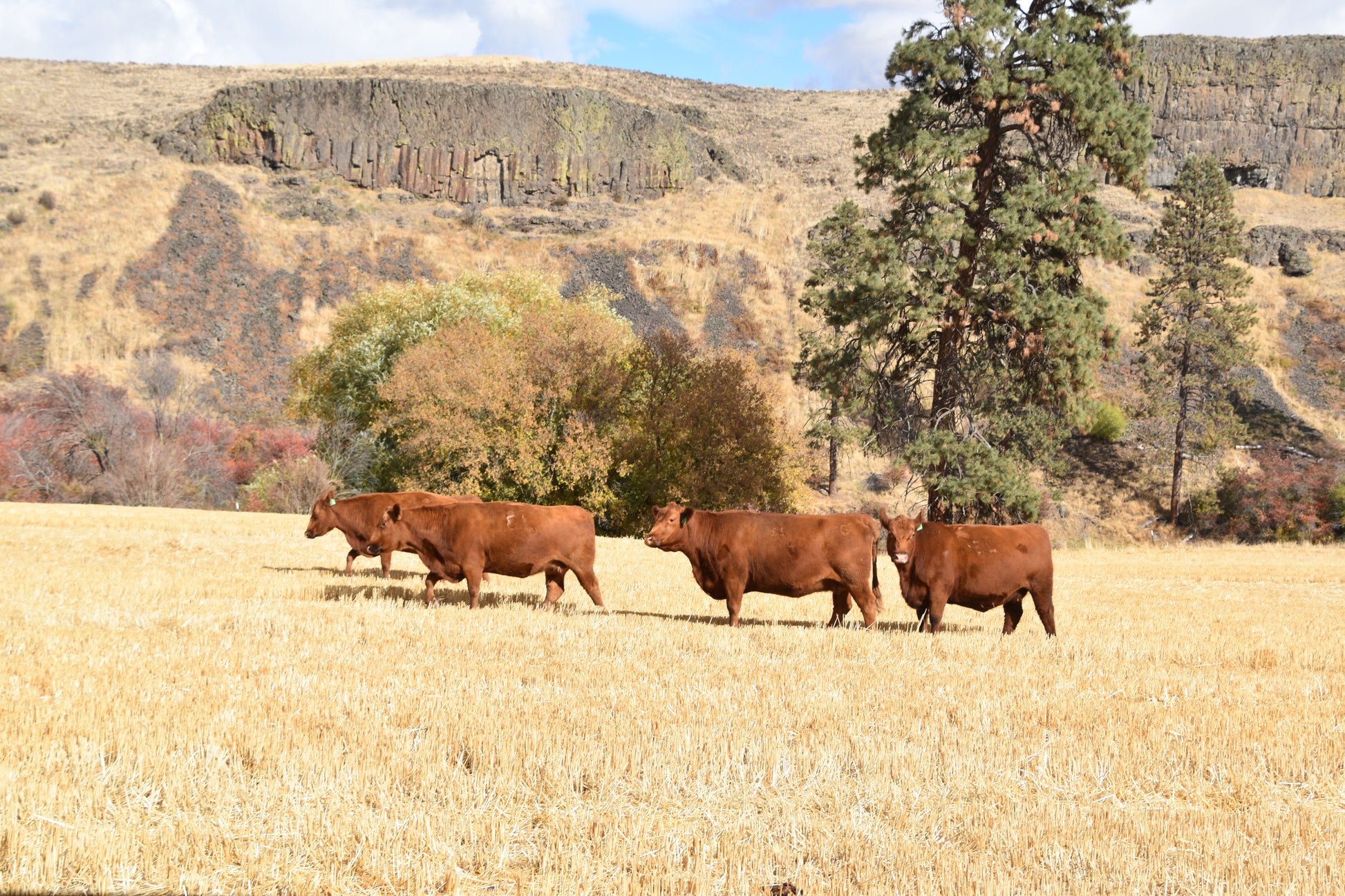 Quarter Beef — Founder’s Reserve