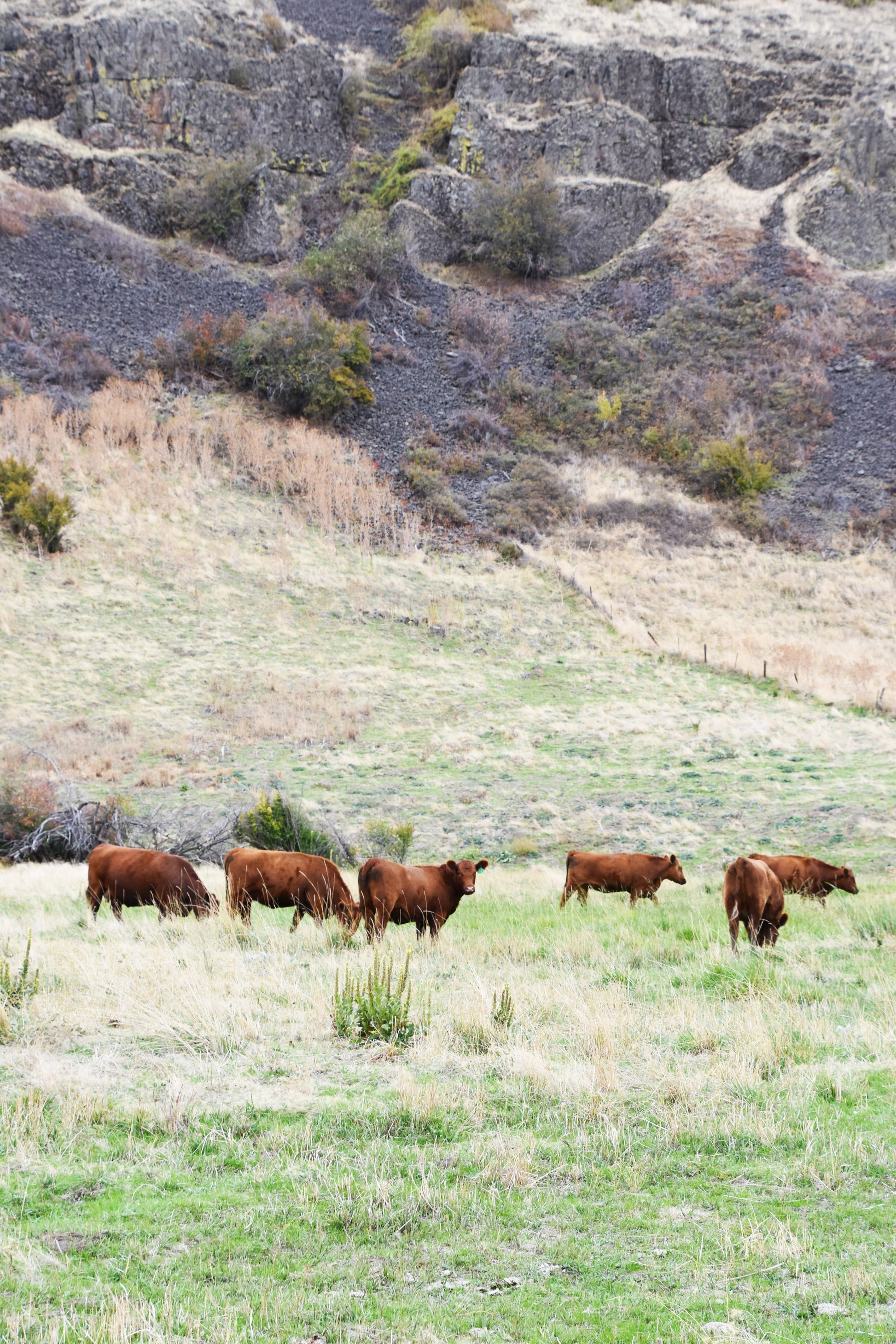 Whole Beef — Founder’s Reserve