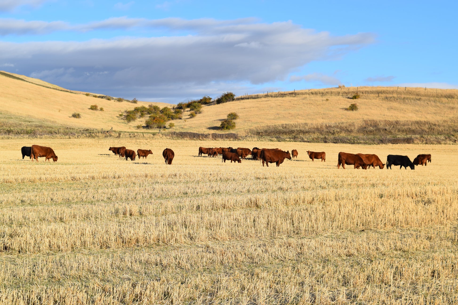 Half Beef — Founder’s Reserve