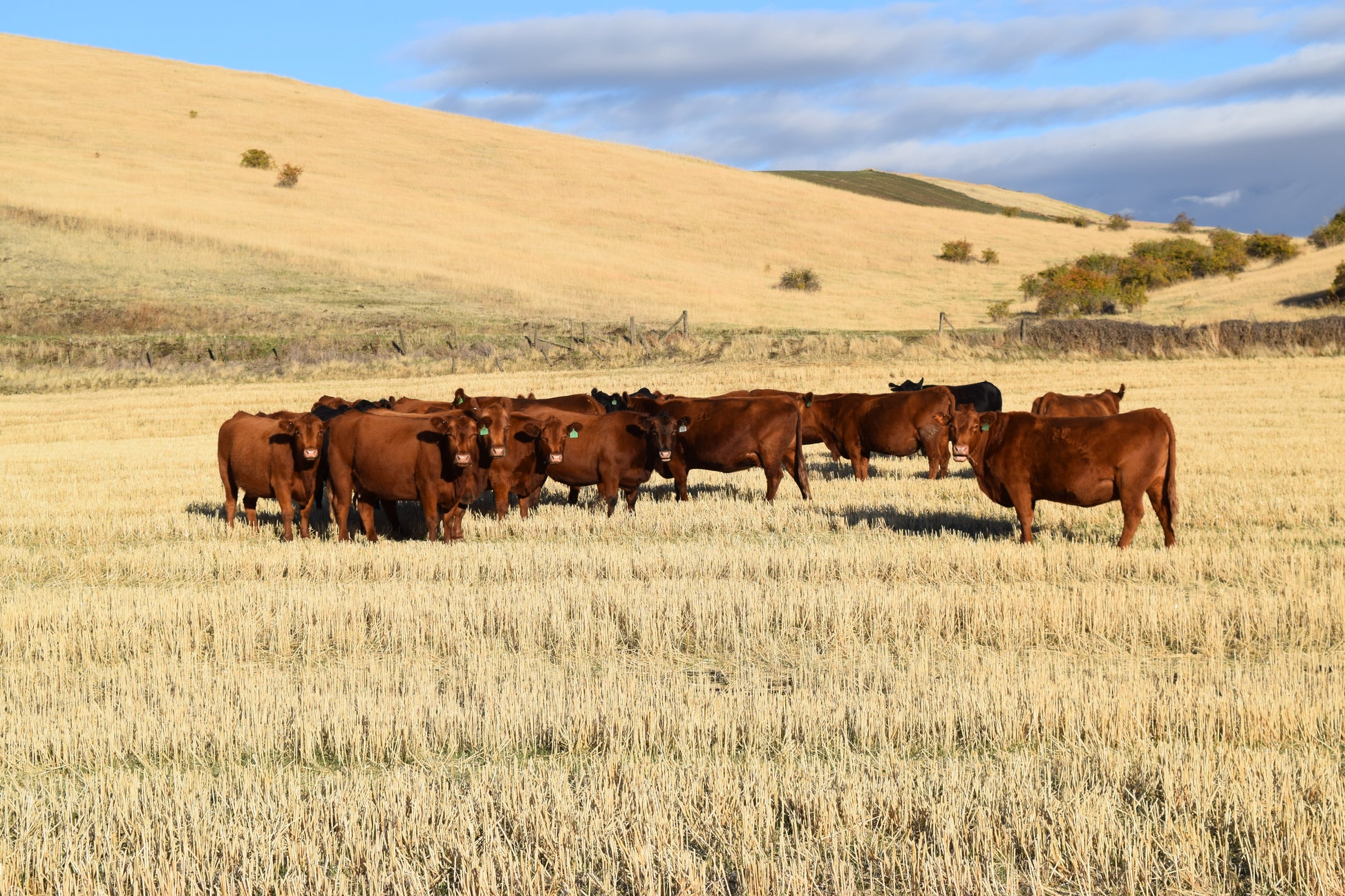 Whole Beef — Founder’s Reserve