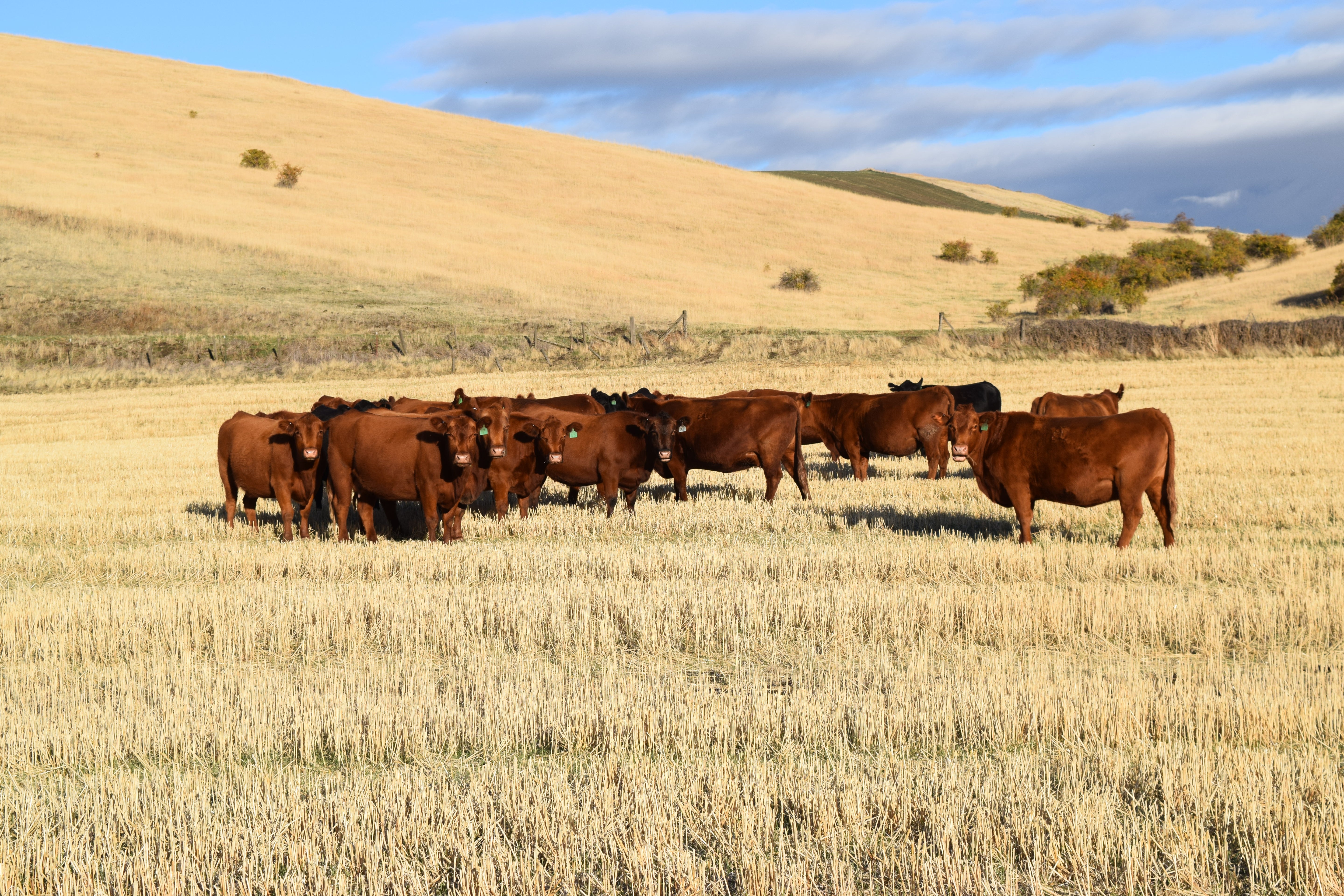 Whole Beef — Founder’s Reserve