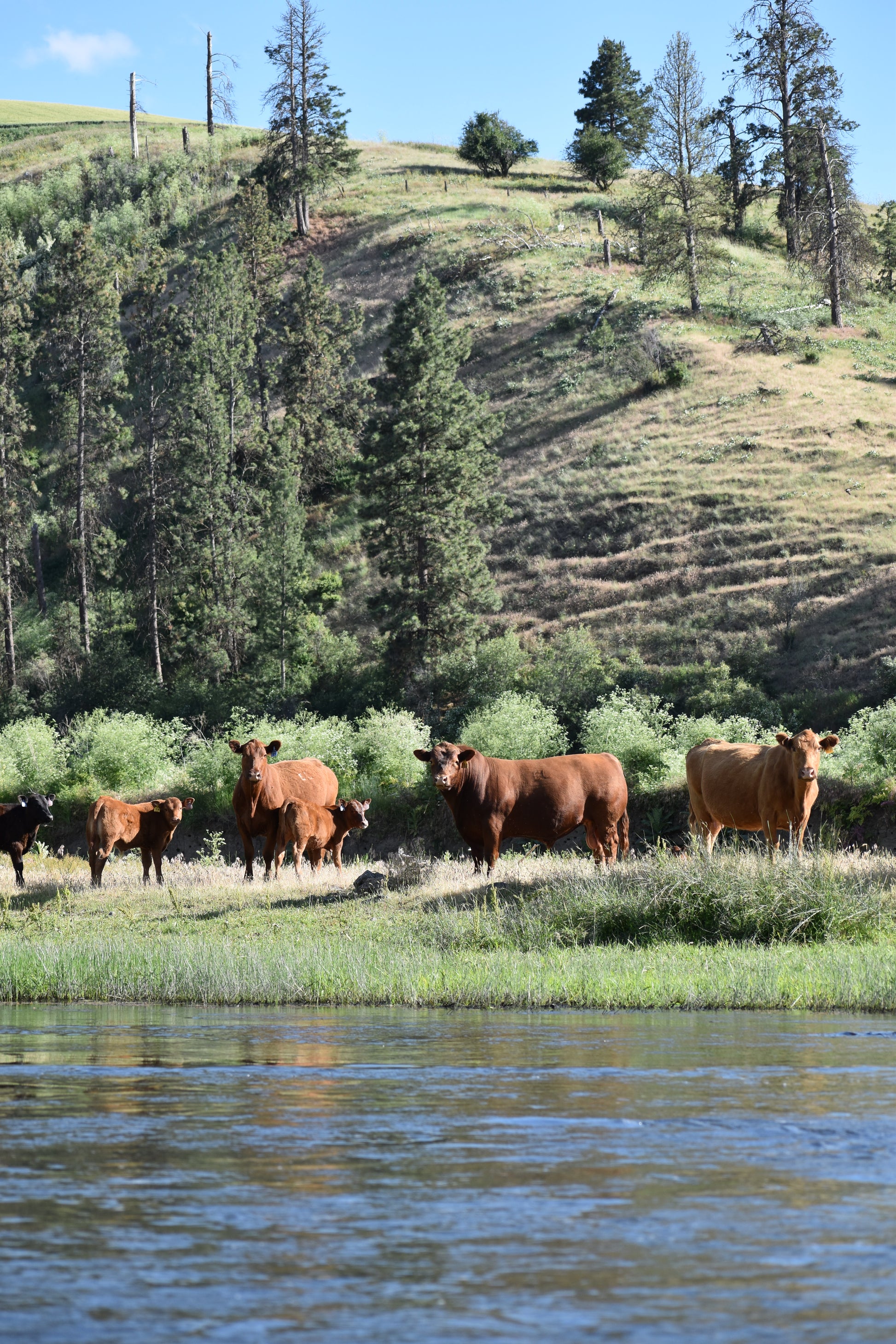 Half Beef — Founder’s Reserve