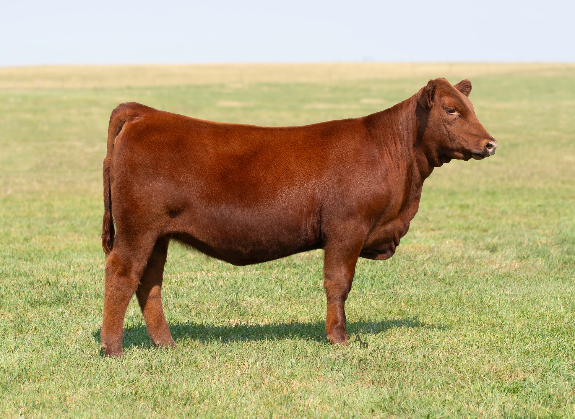 Half Beef — Founder’s Reserve