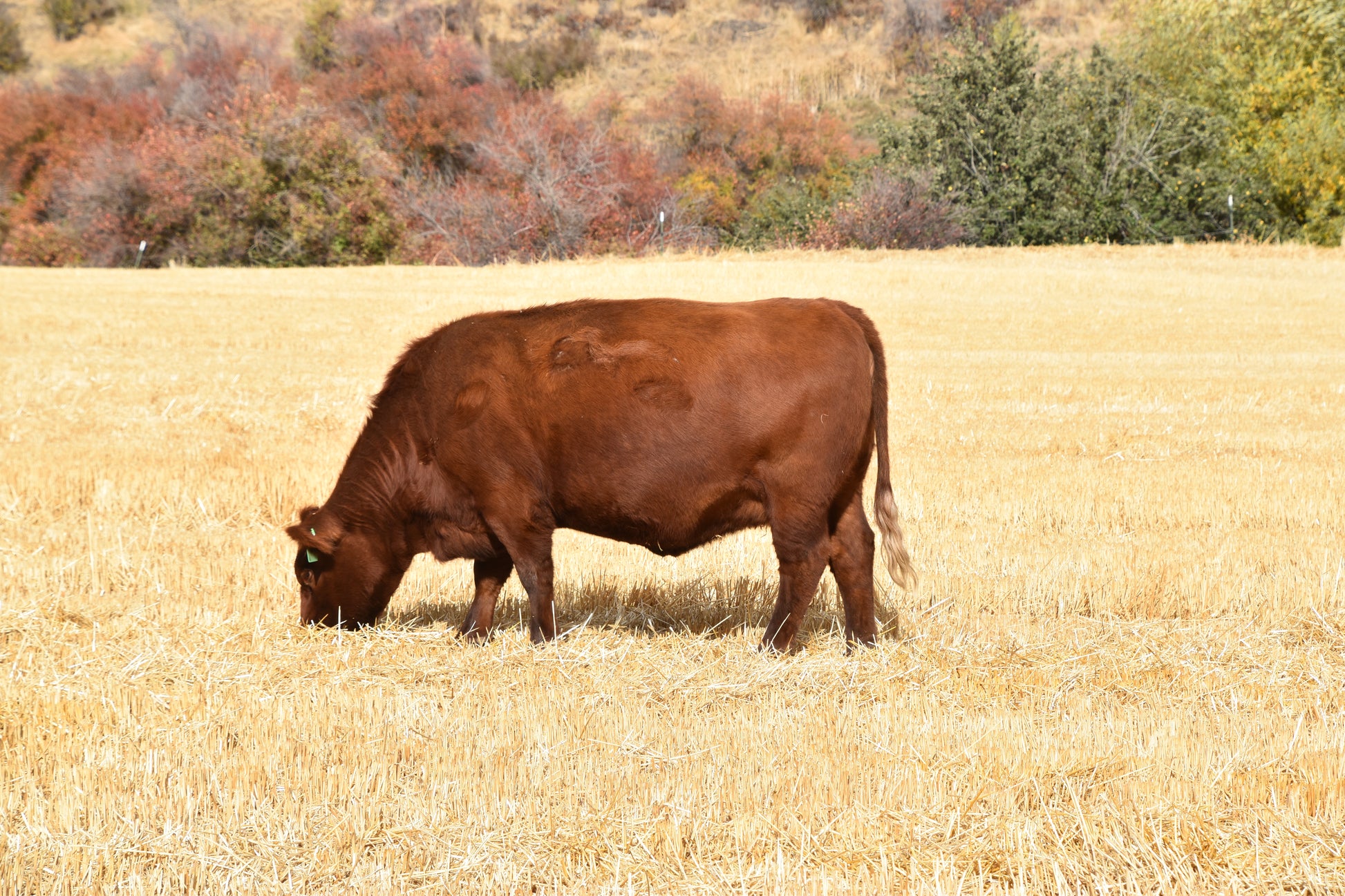 Half Beef — Founder’s Reserve