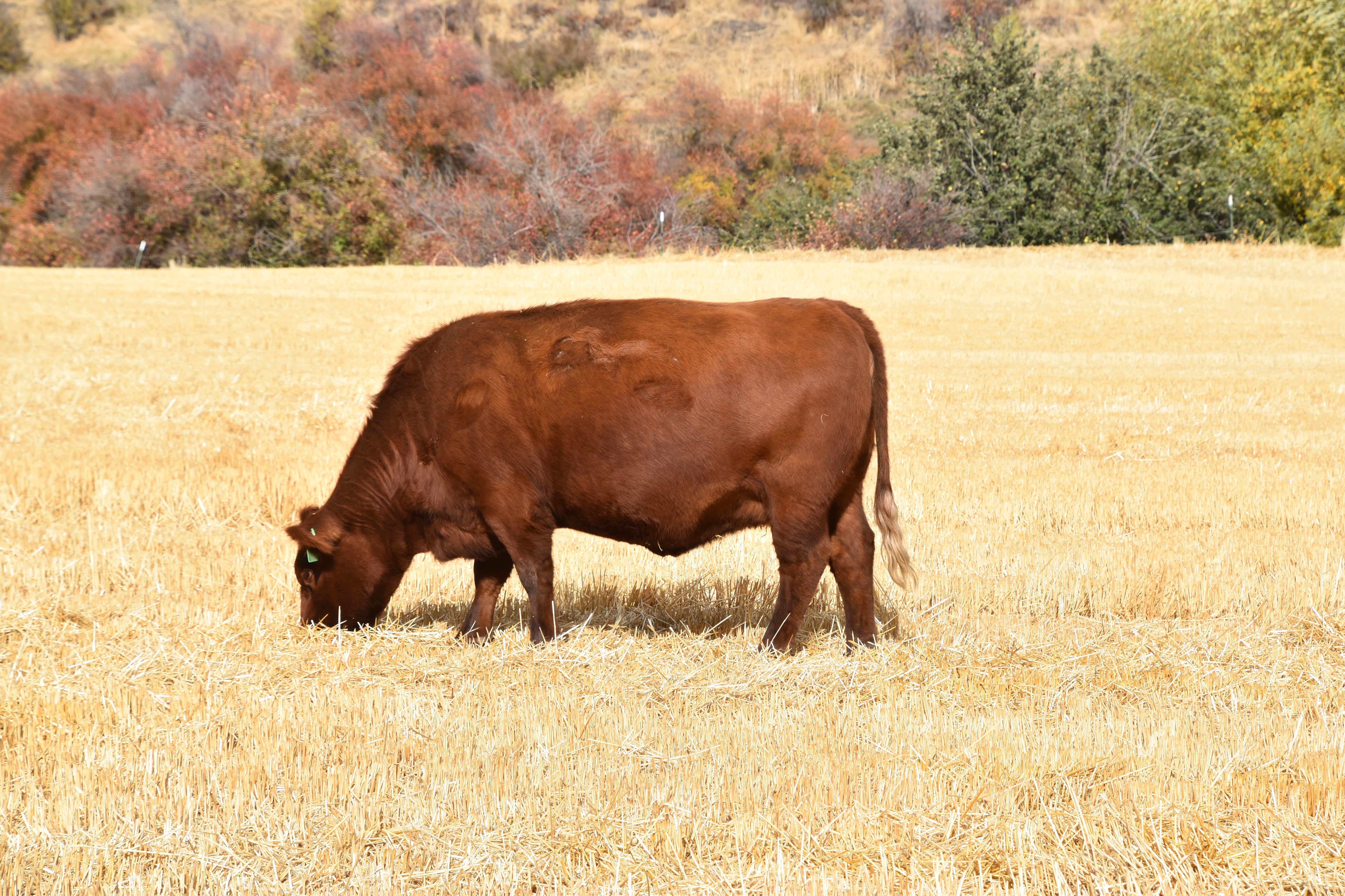Half Beef — Founder’s Reserve